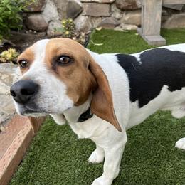Cooper - Beagle