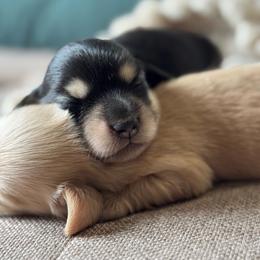 Morgana -AKC 3500 - Black and cream female Dachshund puppy in Krum, Texas from Tired Chef Dachshunds
