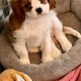 Cavalier King Charles Spaniels from Blessed Cavaliers