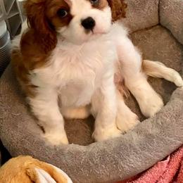 Cavalier King Charles Spaniels from Blessed Cavaliers