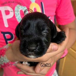 Gonzo - Black male Schnoodle puppy in Sedalia, Missouri from Farmer Brown's Puppies