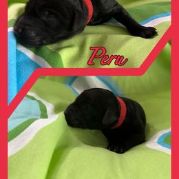 Peru - Goldendoodle puppy from Zona’s Teddybear GoldenDoodles