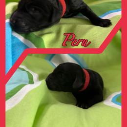 Peru - Goldendoodle puppy from Zona’s Teddybear GoldenDoodles
