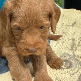 Copper - Caramel red female Labradoodle puppy in Montrose, Colorado from Ithilien Labradoodles