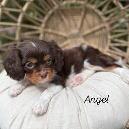 Angel - Chocolate female Cavalier King Charles Spaniel puppy in Herriman, Utah from Gypsi Doodles & Poodles LLC.