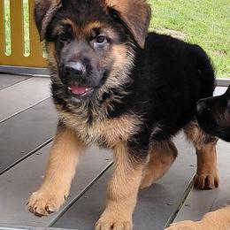 Boy 1 - Black and red male German Shepherd puppy in Nokesville, Virginia from Blauen Bergen