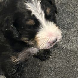 Green - Tri-color male Bernedoodle puppy in Willow Grove, Pennsylvania from Forest Family Doodles