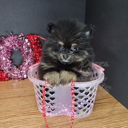 Pepper's Walking The Wire - Black and tan male Pomeranian puppy in Plant City, Florida from Pepper's Pomeranians