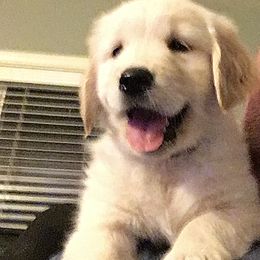 Golden Retriever Puppies from Brody's Golden Retriever Puppies