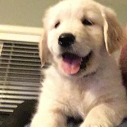 Golden Retriever Puppies from Brody's Golden Retriever Puppies