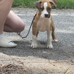 Flash - Red male American Staffordshire Terrier puppy in Monroe, Georgia from Irresistibull Staffords