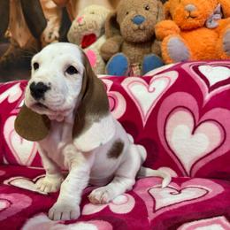 BonBon - Mahogany and white female Basset Hound puppy in Pilot Mtn, North Carolina from Lowdown Love Basset Hounds