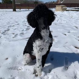 Goldendoodle and Poodle All Grown Up from Rainbow Poodles and Doodles of Oklahoma