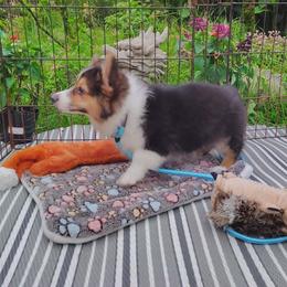 Tri boy 3 turquoise collar - Black and tan male Pembroke Welsh Corgi puppy in Mountain View, Hawaii from Celtic Corgis
