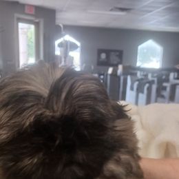 Shih Tzu Puppies from Peterson Shih Tzus