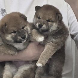 Shiba Inu Puppies from Diwasou