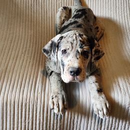Merle female - Merle female Great Dane puppy in Gig Harbor, Washington from Lakaya Danes