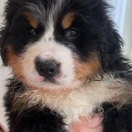 Daphne - Black rust and white female Bernese Mountain Dog puppy in Fountain, North Carolina from Stargirl Bernese Mountain Dogs