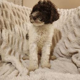 Cindy lou - Parti female Goldendoodle puppy in Orange Park, Florida from Evergrace Farm Doodles