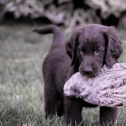 Flat-Coated Retriever Puppies from ArcticWyns