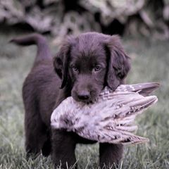 Flat-Coated Retriever Puppies from ArcticWyns