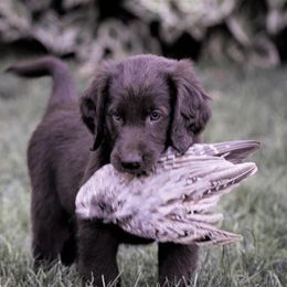 Flat-Coated Retriever Puppies from ArcticWyns