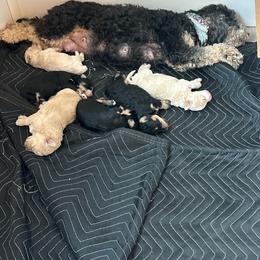 Cooper - Sable male Bernedoodle puppy in Leesport, Pennsylvania from Bechtel’s Doodles