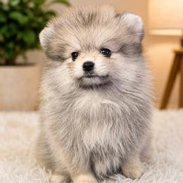 Eira - Orange parti female Pomeranian puppy in Boca Raton, Florida from Poms of The Shire