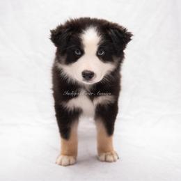 Dawson - Black tri male Miniature Australian Shepherd puppy in Lacombe, Louisiana from Indigo River Aussies