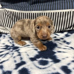 Isabella - Dapple female Dachshund puppy in Wayland, Iowa from CR Kennels