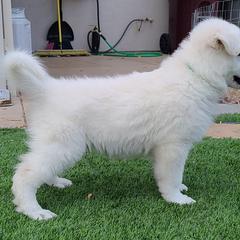 Berger Blanc Suisse Puppies from Absolute Dream White Swiss Shepherds