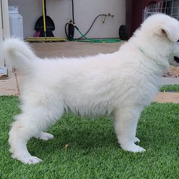 Berger Blanc Suisse Puppies from Absolute Dream White Swiss Shepherds