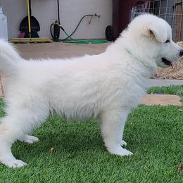 Berger Blanc Suisse Puppies from Absolute Dream White Swiss Shepherds