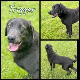 Trigger - Labrador Retriever