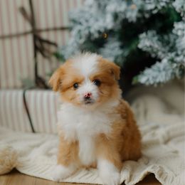 Honey Bear (Micro) - male Australian Mountain Doodle puppy in Dalton, Ohio from Haven Doodles