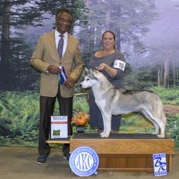 Siberian Husky All Grown Up from Twilights Kennel