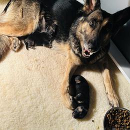 German Shepherd Puppies from George Creek Kennel