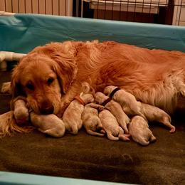 Golden Retriever puppies from Bliss Retrievers