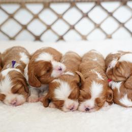Cavalier King Charles Spaniel puppies from Country View Cavaliers