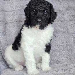 Black Parti - Parti female Poodle puppy in Bauxite, Arkansas from Mountain Ridge Poodles