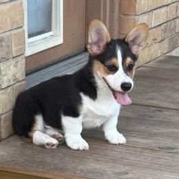 Ranger - Male 2 - Black and tan male Pembroke Welsh Corgi puppy in Cooper, Texas from S7 Corgis and Chaos