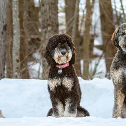 Bernedoodles, Goldendoodles, and Golden Mountain Doodles from Doodle MAINEia