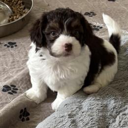 Choc and white - Chocolate male Havanese puppy in East Lansing, Michigan from VanCort's Happy Havanese