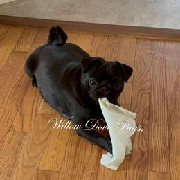 Fran Fran - Pug