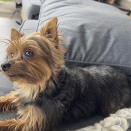 Kylo - Yorkshire Terrier
