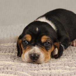 Aspen - Black tan and white male Basset Hound puppy in Idaho from Welcome Home Bassets