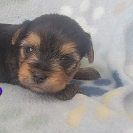 Liao - Black and tan female Yorkshire Terrier puppy in Springville, Utah from Lundberg Yorkies