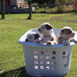 American Bully Puppies from Haymaker Bully Camp