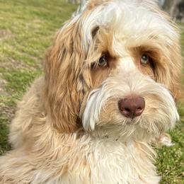 Boo - Australian Labradoodle