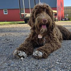 Martha - Australian Cobberdog